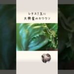 レタス一玉あげたら大変なことになった I gave the otter an whole lettuce(YouTube)