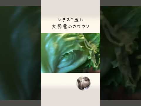レタス一玉あげたら大変なことになった I gave the otter an whole lettuce(YouTube)
