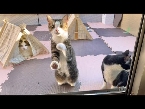 ベランダから覗いてくる猫がいます(YouTube)
