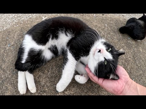漁港へ行くと、ハチワレ猫コンビとハート模様の三毛猫ちゃんがお出迎えしてくれた(YouTube)