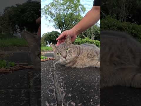 片手をついて座っていた猫がコテンと寝転がる　 #猫 #野良猫 #野郎が撮った猫動画(YouTube)
