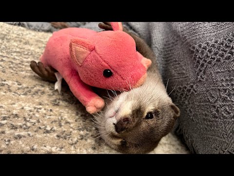 カワウソがぬいぐるみを抱いたりかじったりいじったりするところ！ Otter hold, nibble, and tease stuffed animals!(YouTube)