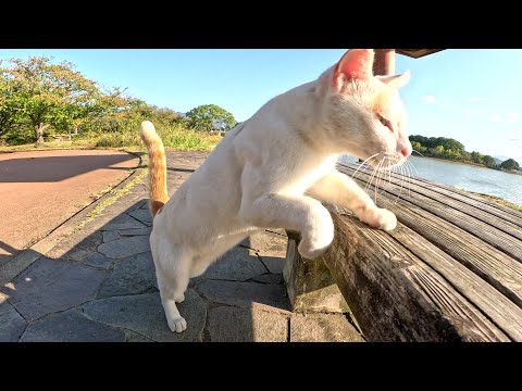 階段に隠れていた茶シロ猫がリラックスできる場所を探して寝転がる(YouTube)