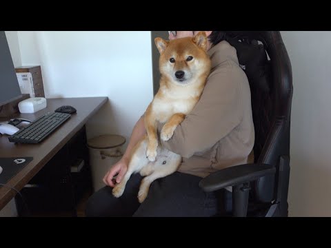 ママ大好きな柴犬がママにふてくされる瞬間。(YouTube)