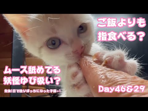 指についたムースなら舐める妖怪ゆび吸い猫もどきです 生後1日で独りぼっちになった子猫+1  Day46＆29 【2023 10 01-2】(YouTube)