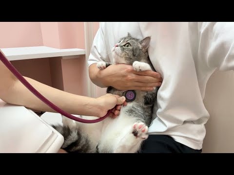 病院で診察されて緊張マックスな猫がこうなっちゃいました…(YouTube)