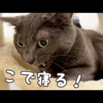 寒くなって猫たちの寝る場所が少し変わってきました！(YouTube)