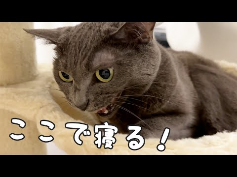寒くなって猫たちの寝る場所が少し変わってきました！(YouTube)