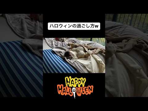 🎃ハッピーハロウィン🎃#ブルドッグ #犬 #ハロウィン(YouTube)