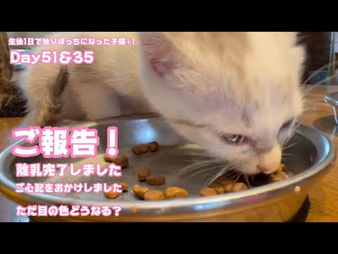 ご報告 長くご心配をおかけしましたが無事離乳完了いたしました  生後1日で独りぼっちになった子猫+1  Day51＆35  【2023 10 07-2】(YouTube)