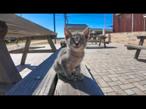 猫島の港付近の広場で見かけた子猫がかわい過ぎる(YouTube)