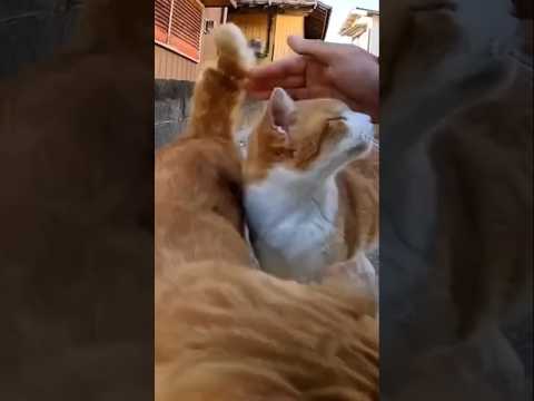 モフモフがたくさん🐱(YouTube)