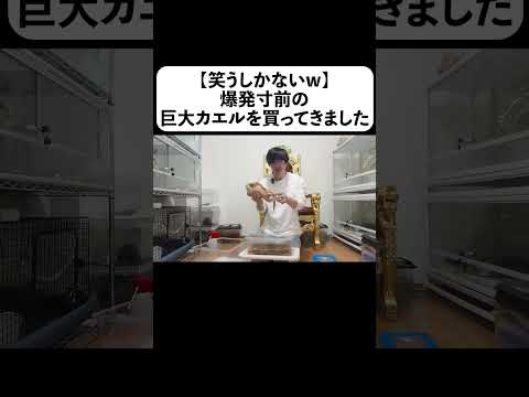 【笑うしかないw】爆発寸前の巨大カエルを買ってきました(YouTube)