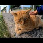 感動猫動画 のライブ配信(YouTube)