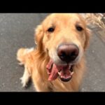 アムロは最近いうことを聞きます(YouTube)