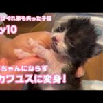まさかの激カワユスに変身したけど寛平ちゃんはどこへ行ったのか ママとはぐれ弟も失った子猫 Day10  【2023 10 22-2 】(YouTube)