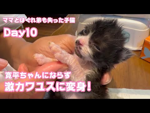 まさかの激カワユスに変身したけど寛平ちゃんはどこへ行ったのか ママとはぐれ弟も失った子猫 Day10  【2023 10 22-2 】(YouTube)