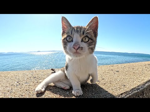 素直で可愛い子猫と遊んでいたら、背後で本気の喧嘩が勃発した(YouTube)