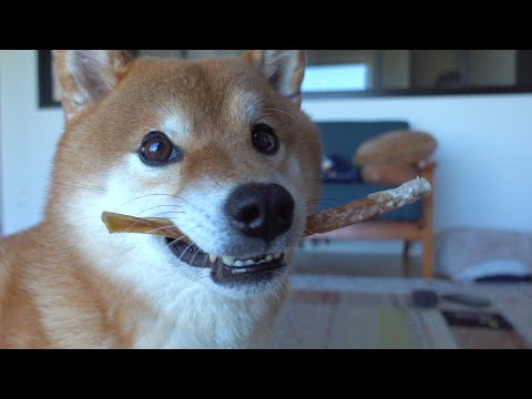 オヤツタイムに散歩と言うと可愛い現象を起こす柴犬ハチ。(YouTube)