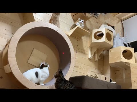 今までDIYの猫部屋を振り返ったら意外とおもしろかった(YouTube)