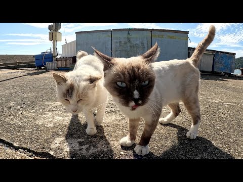島の漁港に行くと、甘えん坊の猫達がワラワラと集まってきた(YouTube)