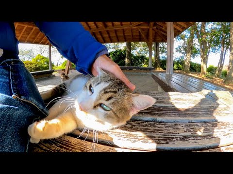 公園の東屋に行くと猫が集まってきて楽しい(YouTube)