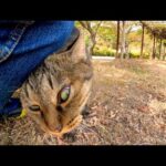 丘の上の公園で出会ったキジトラ猫ちゃん、足元に擦り寄ってきてカワイイ(YouTube)