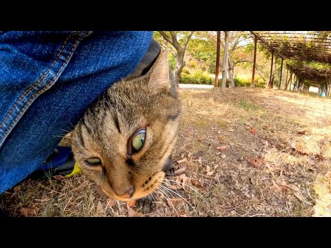 丘の上の公園で出会ったキジトラ猫ちゃん、足元に擦り寄ってきてカワイイ(YouTube)
