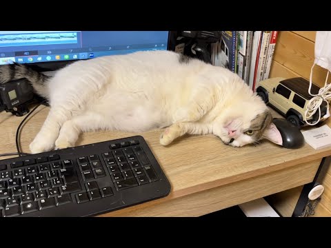 「オレはココで寝る」と決意した少し太ってる猫(YouTube)