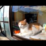 【今週の感動猫動画】今週撮った短い未公開動画まとめて公開-unreleased video of this week-2023/10/3w(YouTube)
