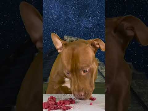ダイソンもビックリ‼️馬肉を吸引するピットブル🤣🤣 #ピットブル(YouTube)
