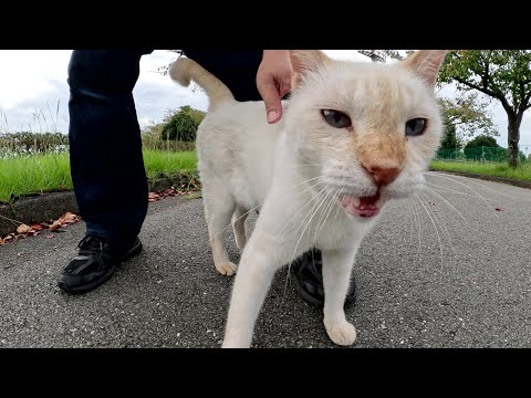 笹かまぼこみたいな猫が足に頬をスリスリして甘えてきた(YouTube)