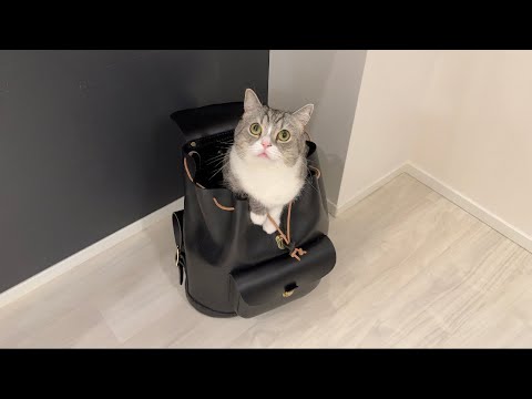 出かけようとしたらリュックに入って必死に止めてくる猫が可愛すぎました…(YouTube)