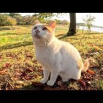 バットニャンを追い払って眩しい夕陽を独り占めにする茶シロ猫(YouTube)