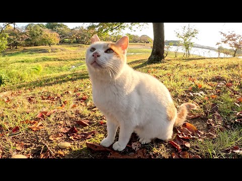 バットニャンを追い払って眩しい夕陽を独り占めにする茶シロ猫(YouTube)