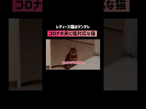 コロナの夫に塩対応な猫さん #shorts(YouTube)