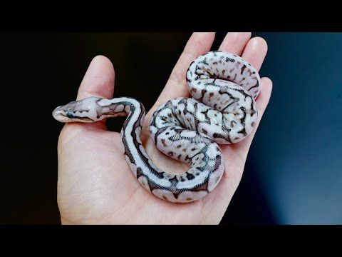ああああ(YouTube)