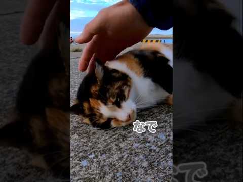 ゴロゴロ猫ちゃんに癒される🐱(YouTube)