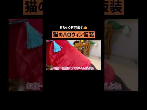 10月になったから猫コス🎃見ようよ #shorts(YouTube)