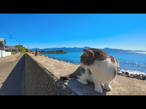 遠くのライバル猫に睨みを効かせる猫(YouTube)