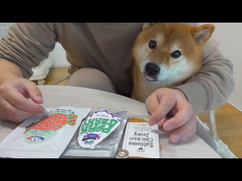 イタズラする子猫が大変！柴犬が可愛い犬語で説教をすると…。(YouTube)