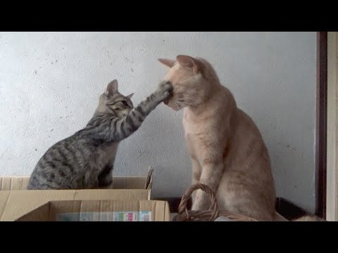 子猫に何をされても絶対に怒らない猫・・(YouTube)