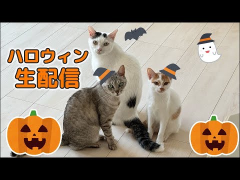 娘と2人で猫ハロウィン生配信🎃(YouTube)