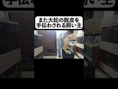 また大蛇の脱皮を手伝わされる飼い主(YouTube)