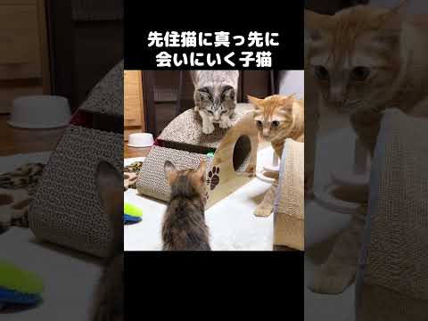 先住猫がくると真っ先に会いに行く子猫！　#shorts(YouTube)