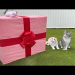 庭に誕生日プレゼントが置いてあったときの猫たちの反応がかわいすぎましたw(YouTube)