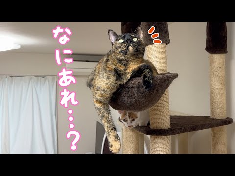 モモっちが何かを発見してずっと上見てます…！(YouTube)