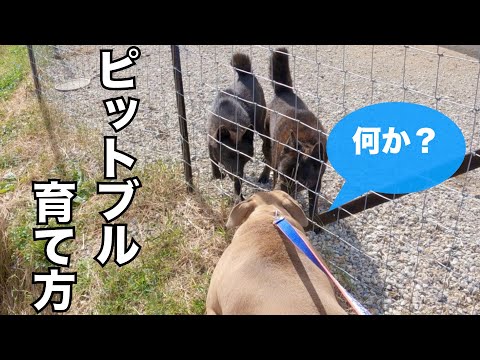 【自由犬ダディ】ピットブル躾しないとこうなる(YouTube)