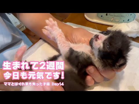 生まれて半日で保護されて2週間 今日も元気です ママとはぐれ弟も失った子猫 Day14  【2023 10 26-2】(YouTube)