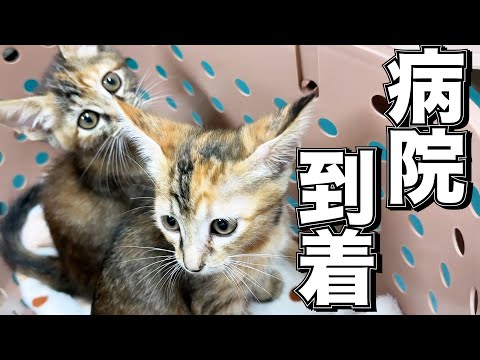 子猫2匹を病院へ連れて行った時の様子と結果報告【子猫の予防接種】(YouTube)